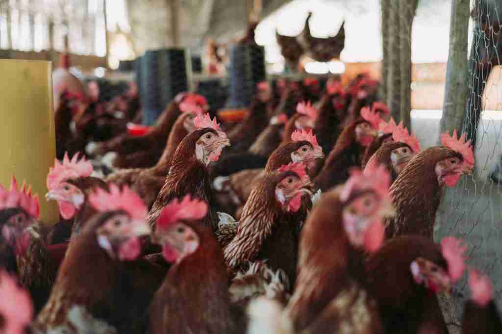 scegliere l’alimentazione vegana per la salvezza delle galline