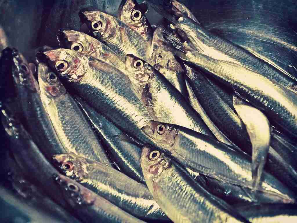 scegliere l’alimentazione vegana per la salvezza dei pesci