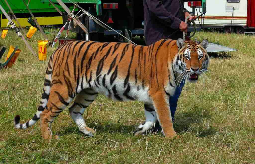 tigre da circo